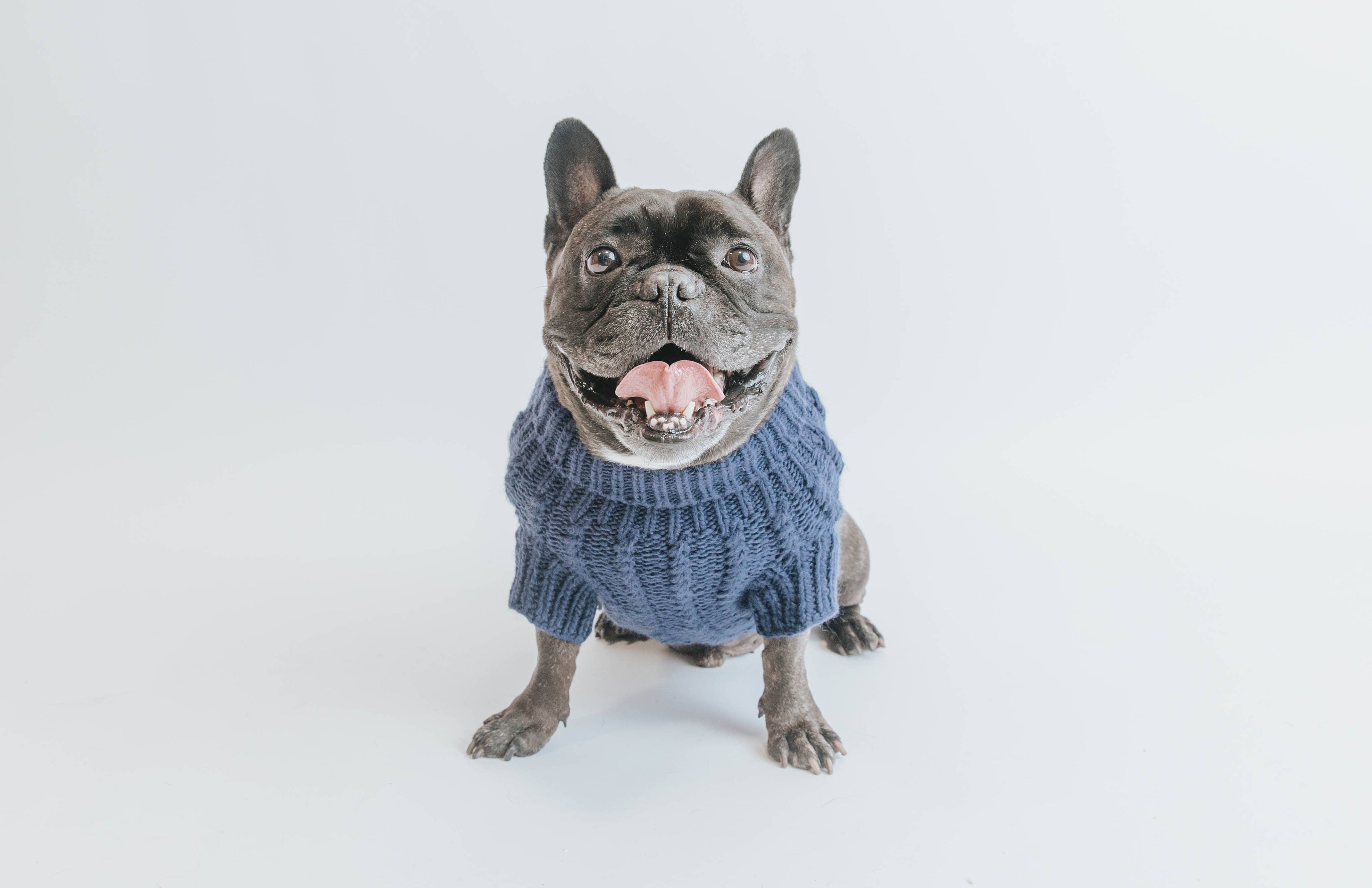 Dog Cable Knit Sweater - Navy