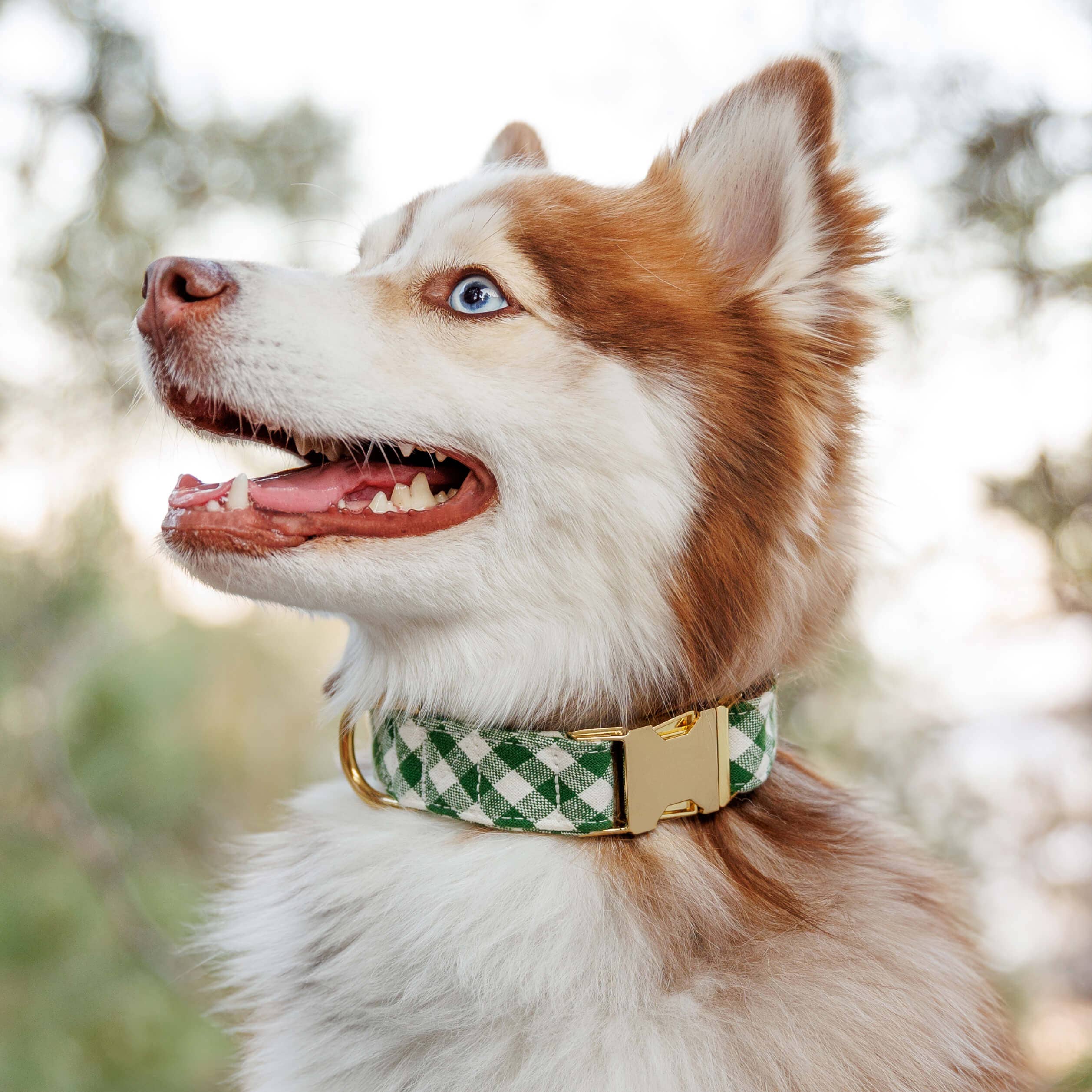 Gingham Hunter Green Dog Collar