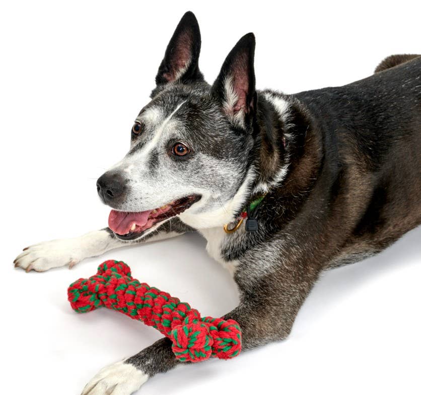 Holiday Bone Rope Dog Toy