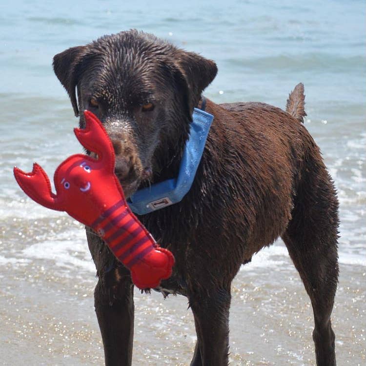 Lola the Lobster Neoprene Dog Toy (One Size)