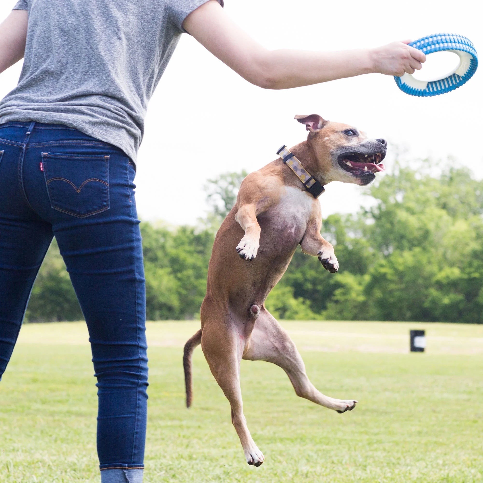 Fetch Wheel