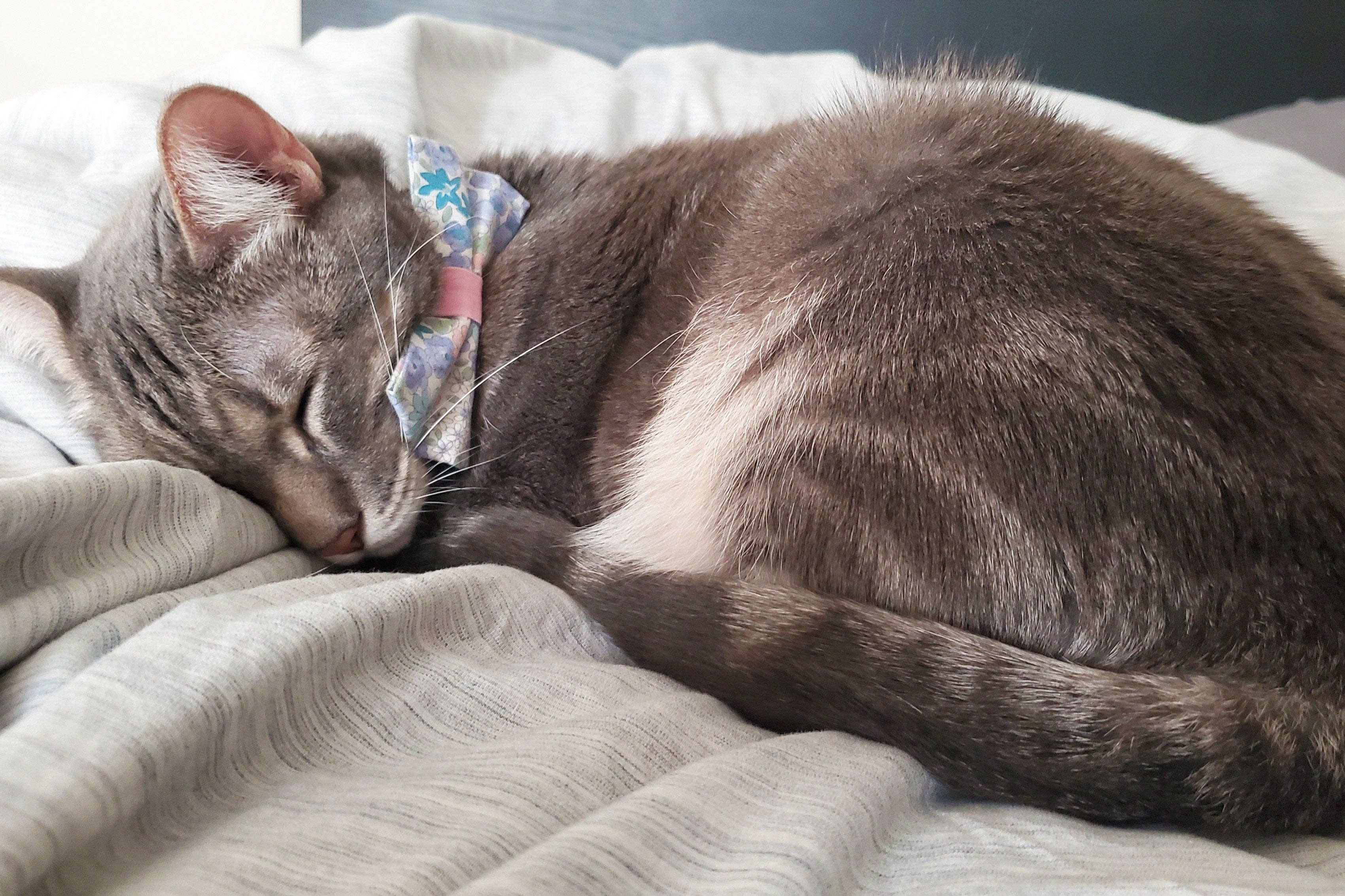 "Willow" - Bow Tie for Cats + Small Dogs