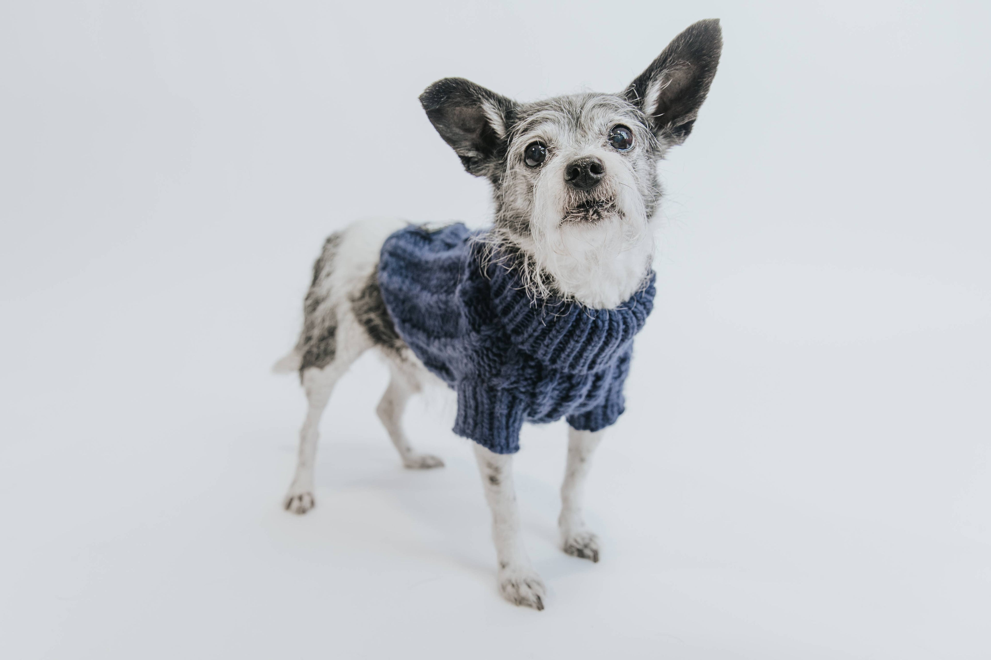 Dog Cable Knit Sweater - Navy