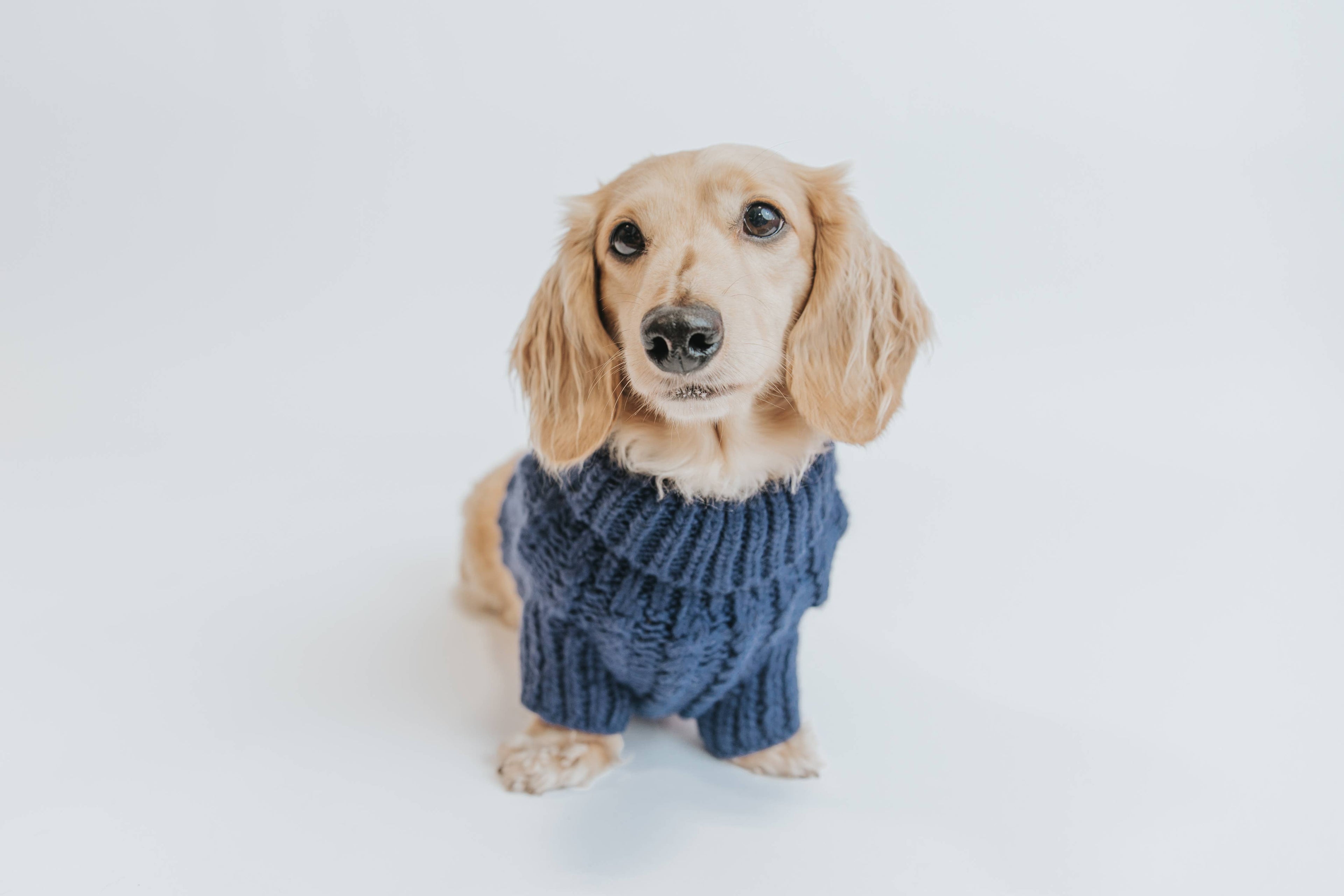 Dog Cable Knit Sweater - Navy