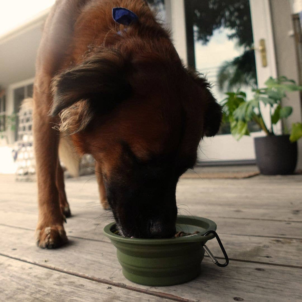 Desert Tones Travel Collapsible Pet Bowl with Carabiner Clip