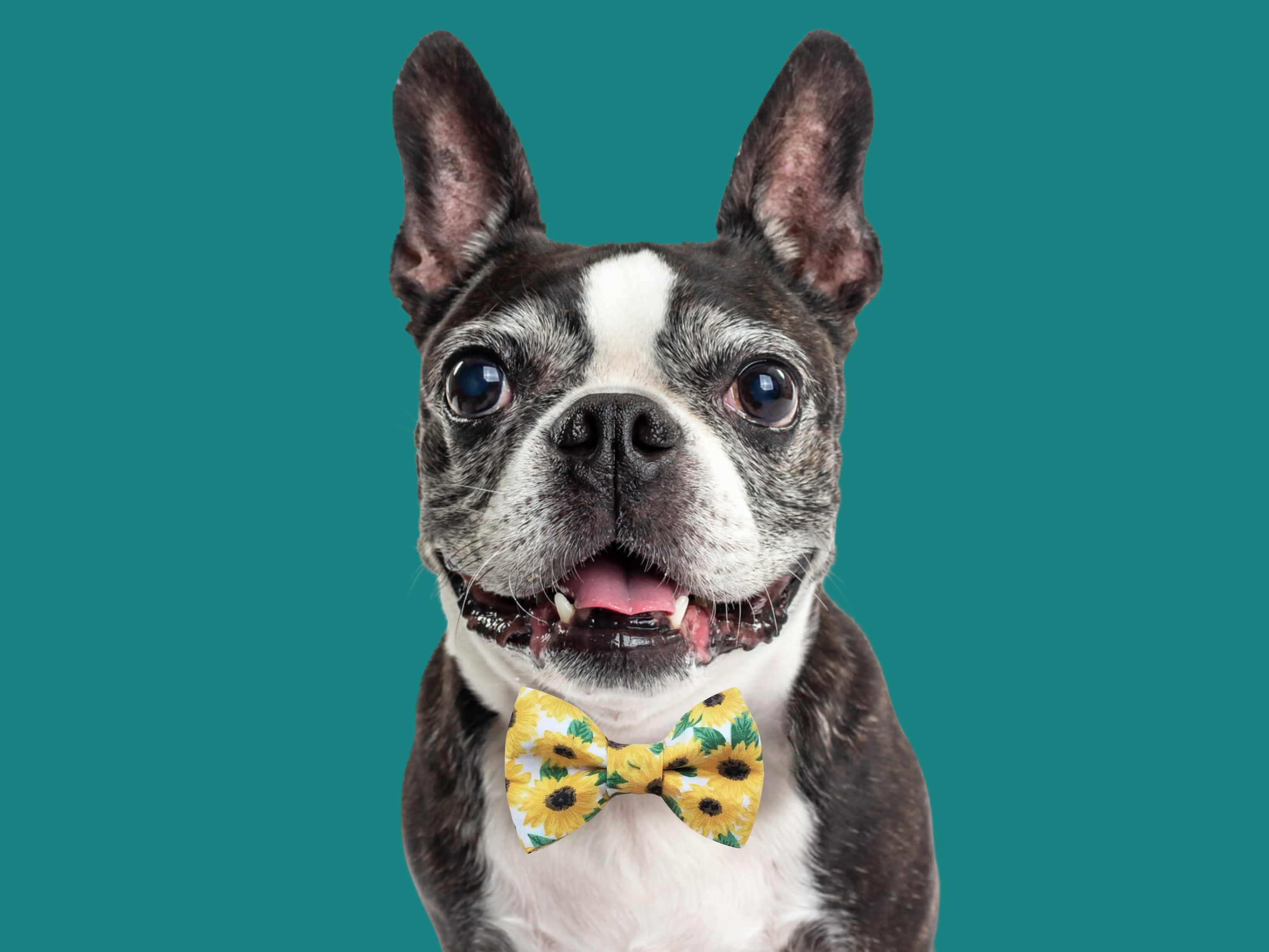 Sunflowers Bow Tie