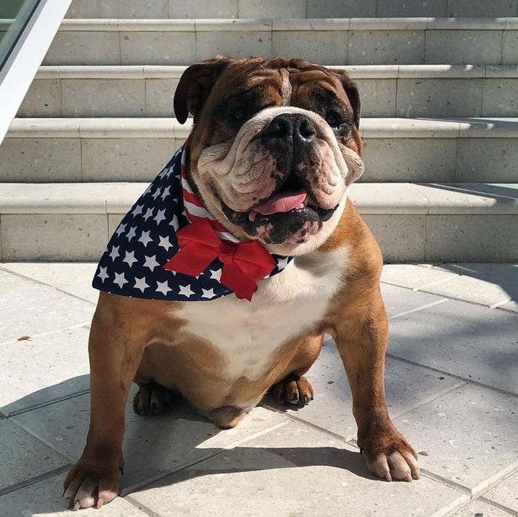 Flag Dog Bandana with White Stars on Navy