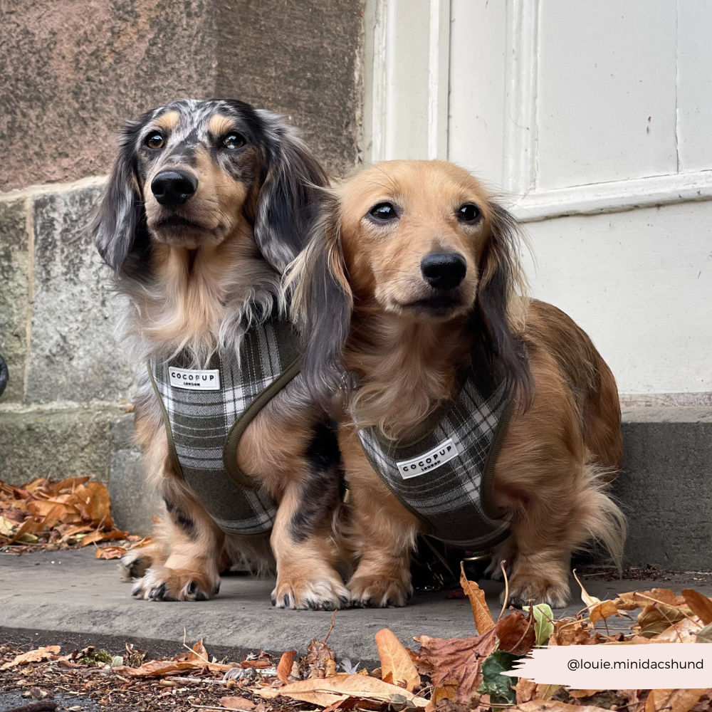 Olive Check Adjustable Neck HARNESS