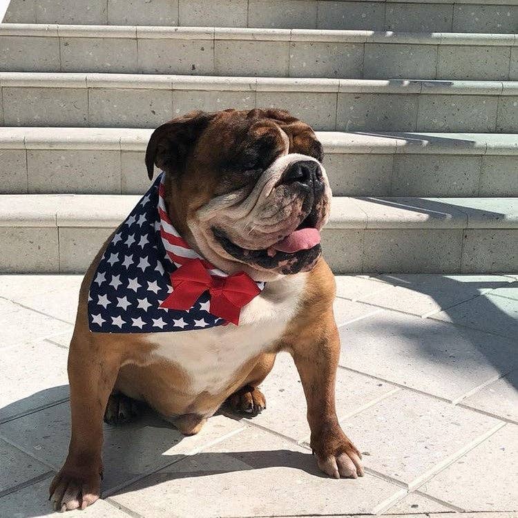 Flag Dog Bandana with White Stars on Navy