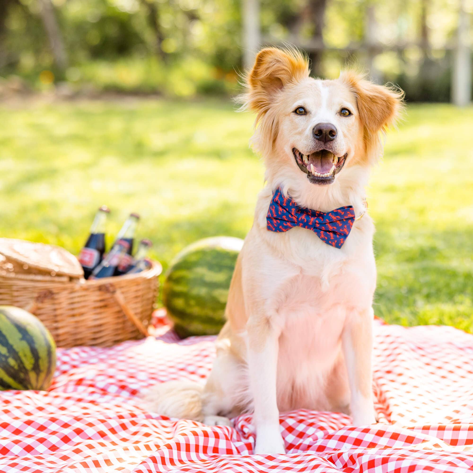 Catch of the Day Summer Dog Bow Tie: Large