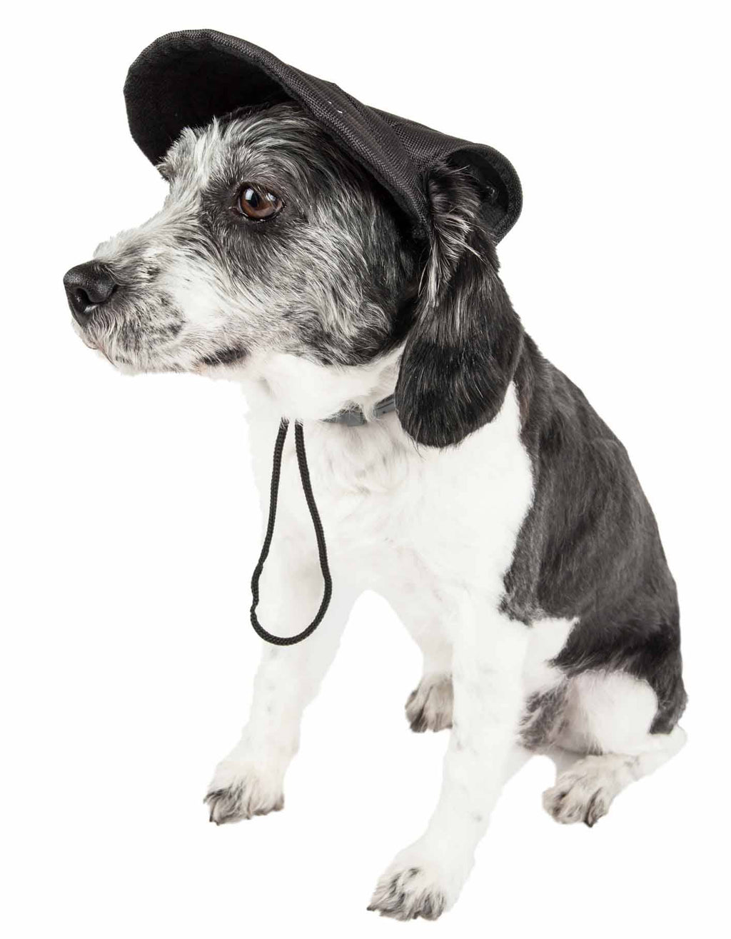 Black Dog Hat