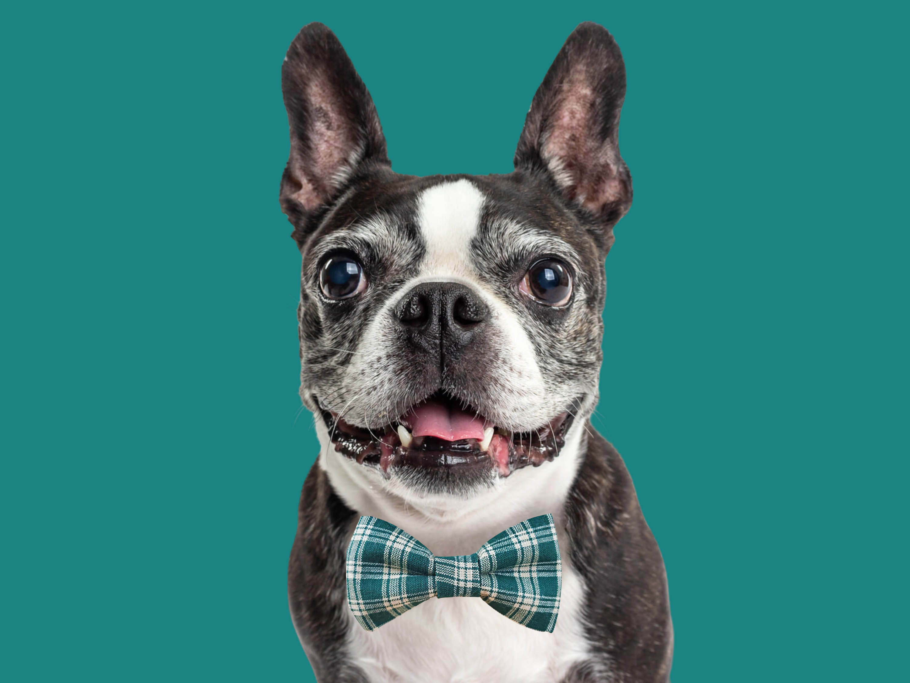Old Man Plaid Bow Tie