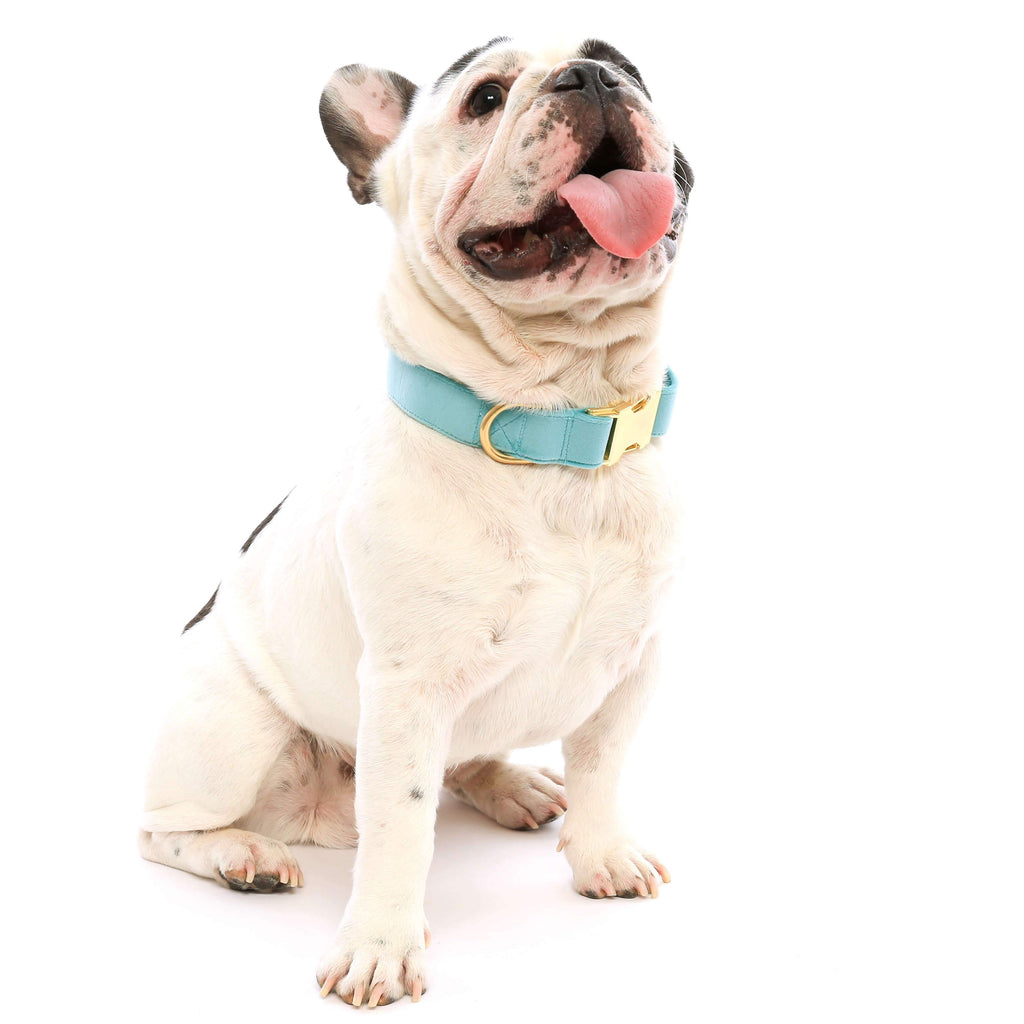 Robin's Egg Blue Velvet Spring Dog Collar