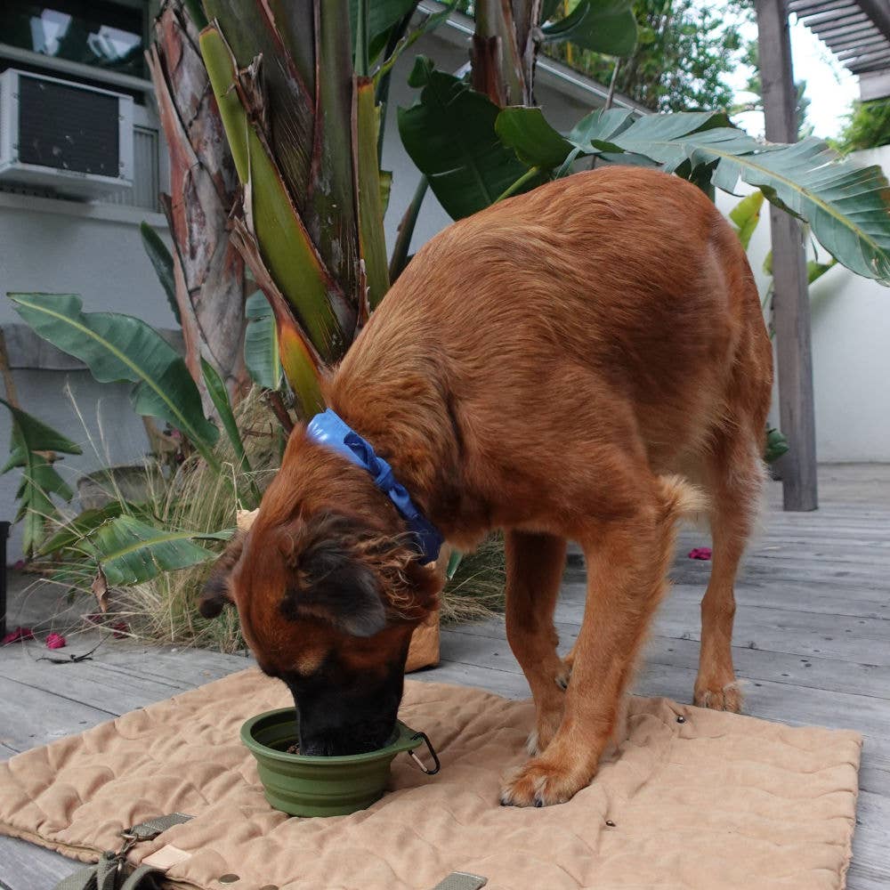 Desert Tones Travel Collapsible Pet Bowl with Carabiner Clip