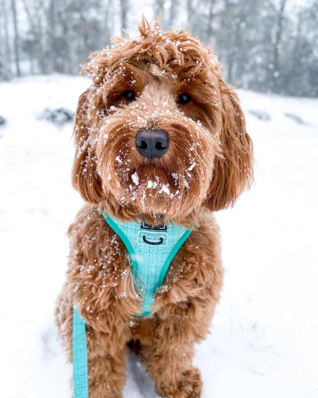 Dog Reversible Harness - Wag Your Teal