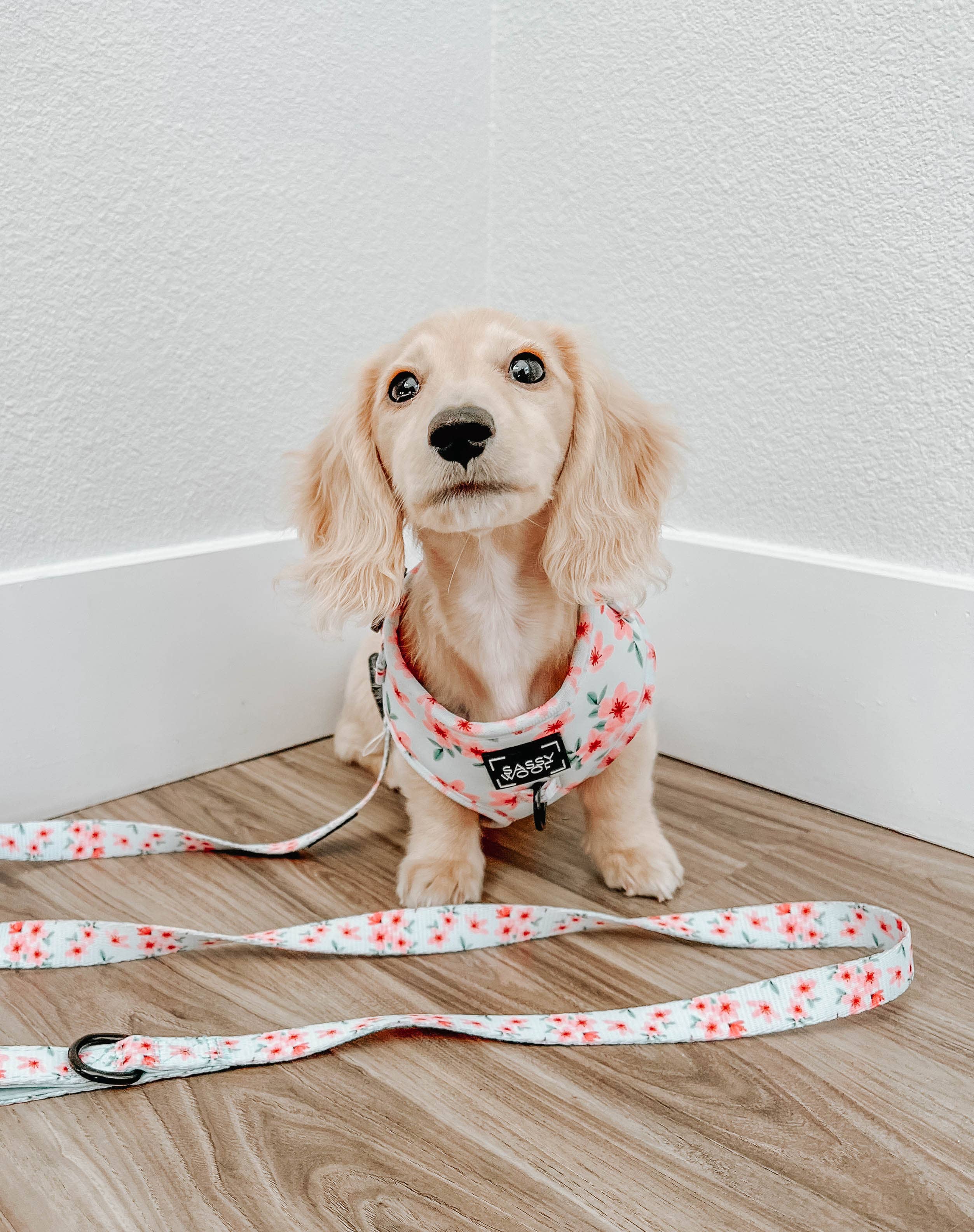 Dog Leash - Sakura (Spring)