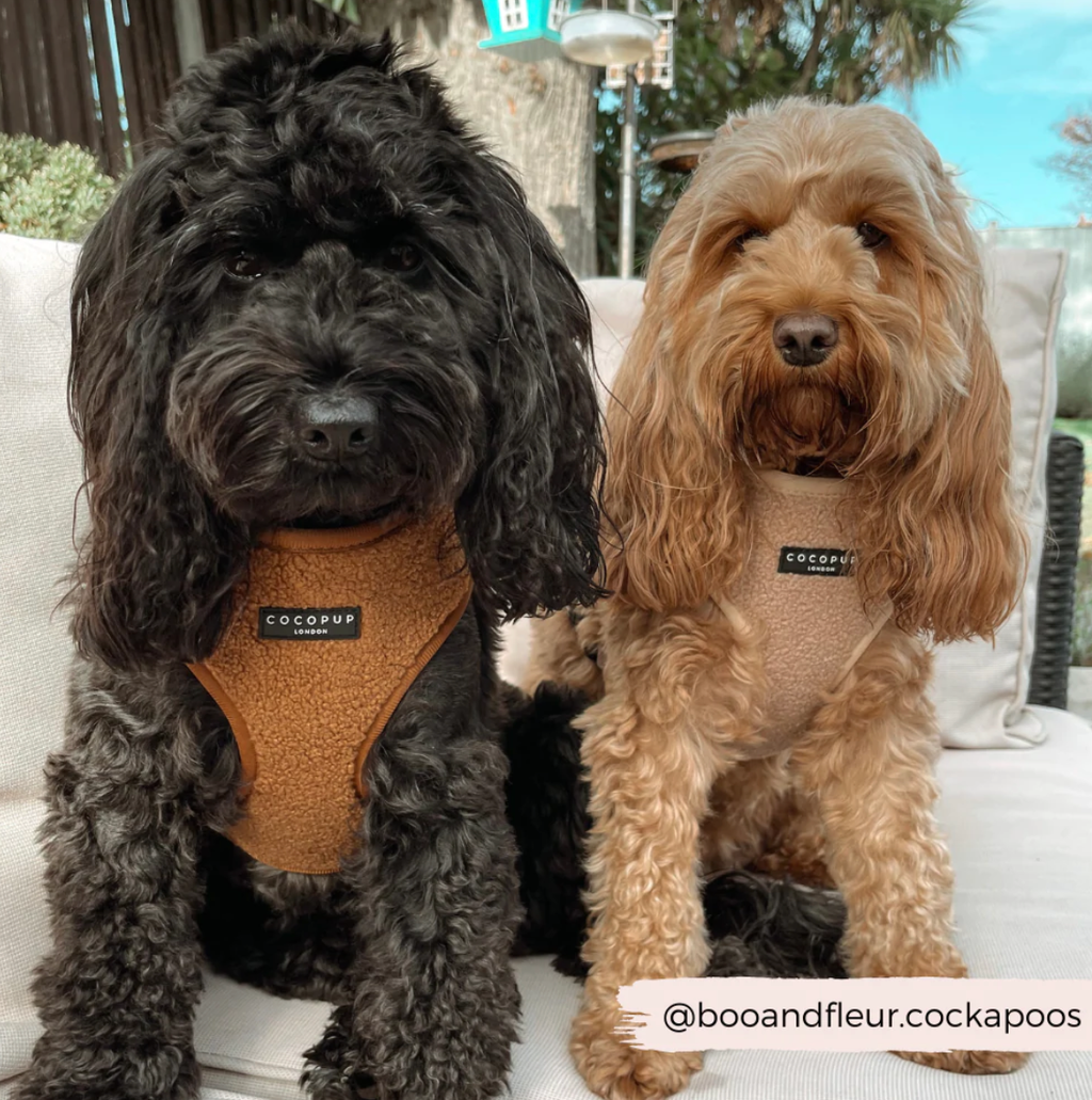 Teddy Adjustable Neck Harness - Paddington