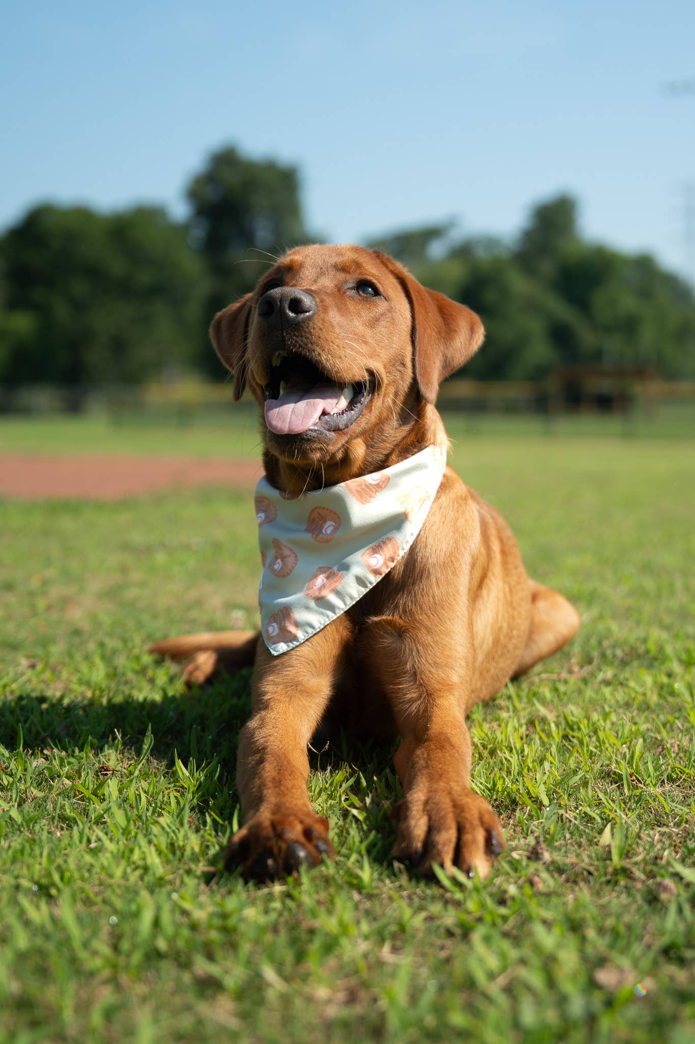 Football & Baseball Dog Bandana