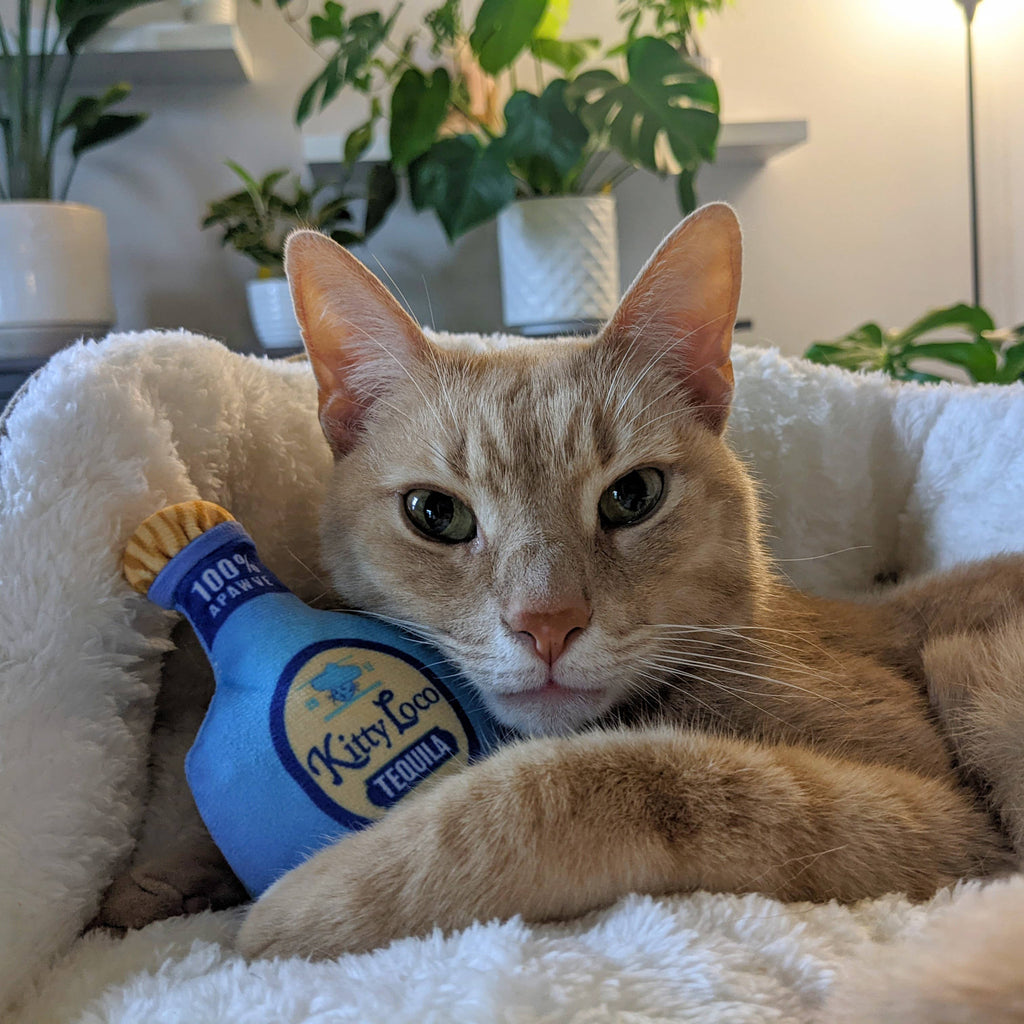 Kitty Loco Tequila Cat Toy