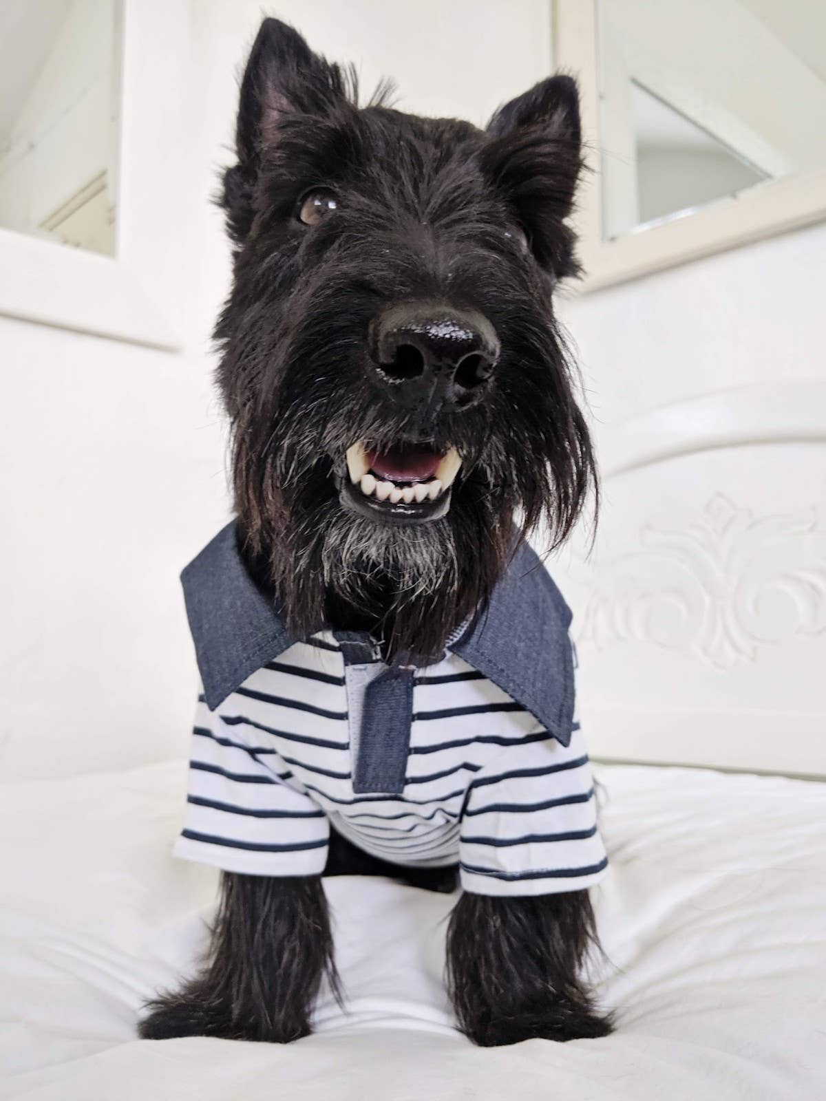 Preppy Boy Polo – Classic & Stylish Polo Shirt for Dogs