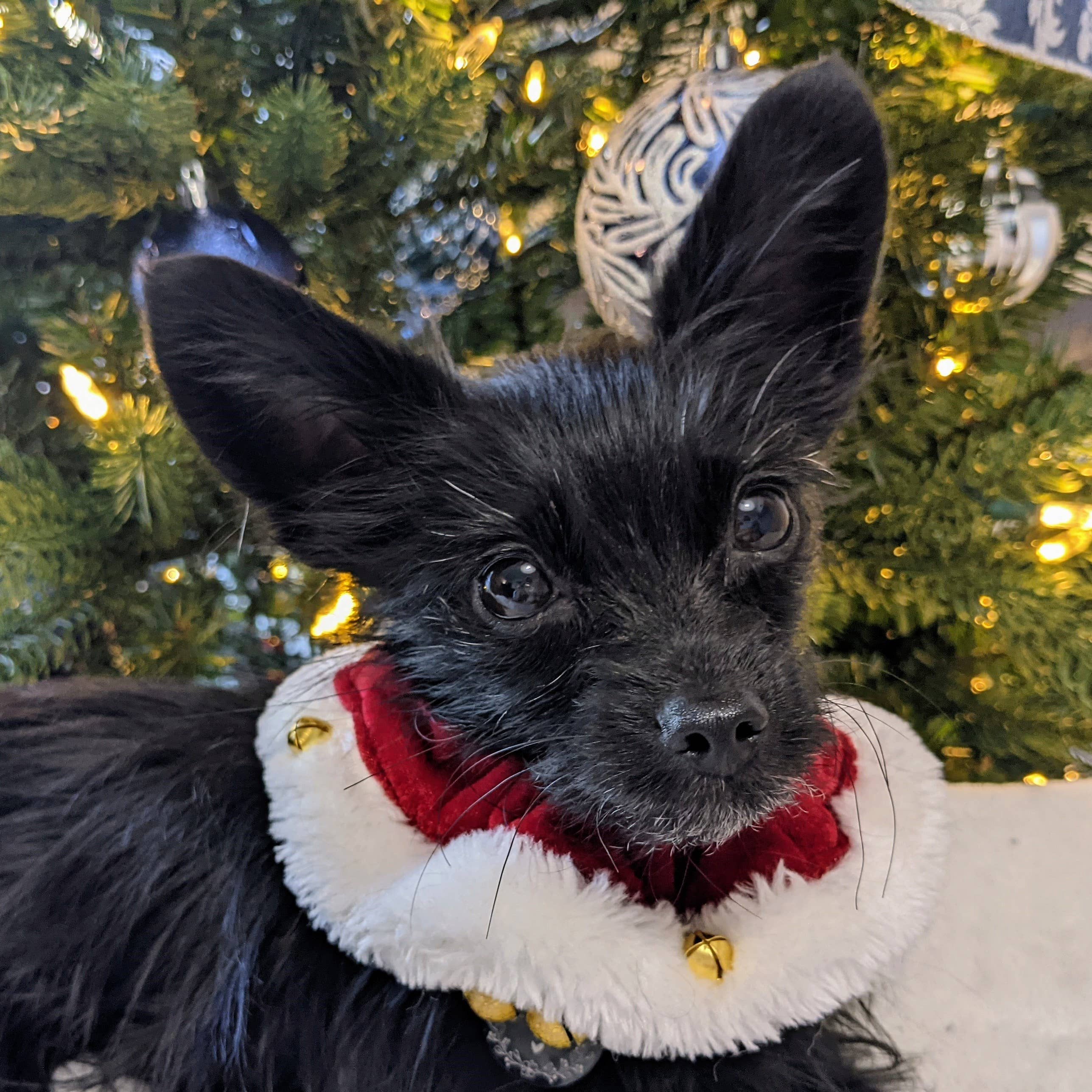 H&K Ruff Santa Red