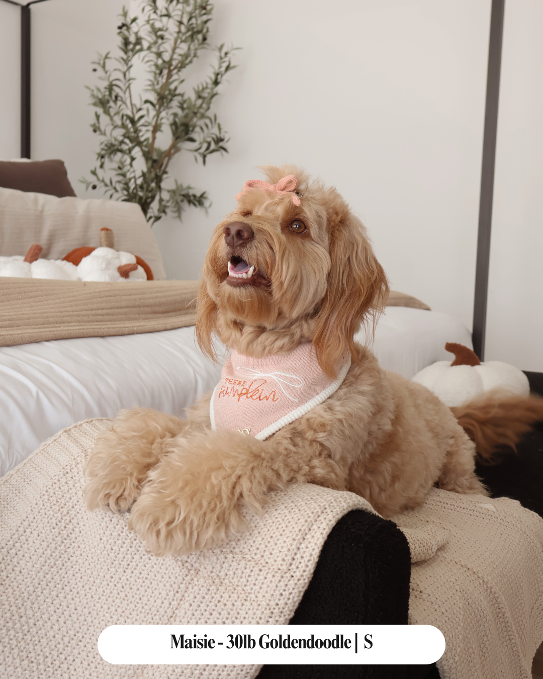 FALL DOG BANDANA | HEY THERE, PUMPKIN