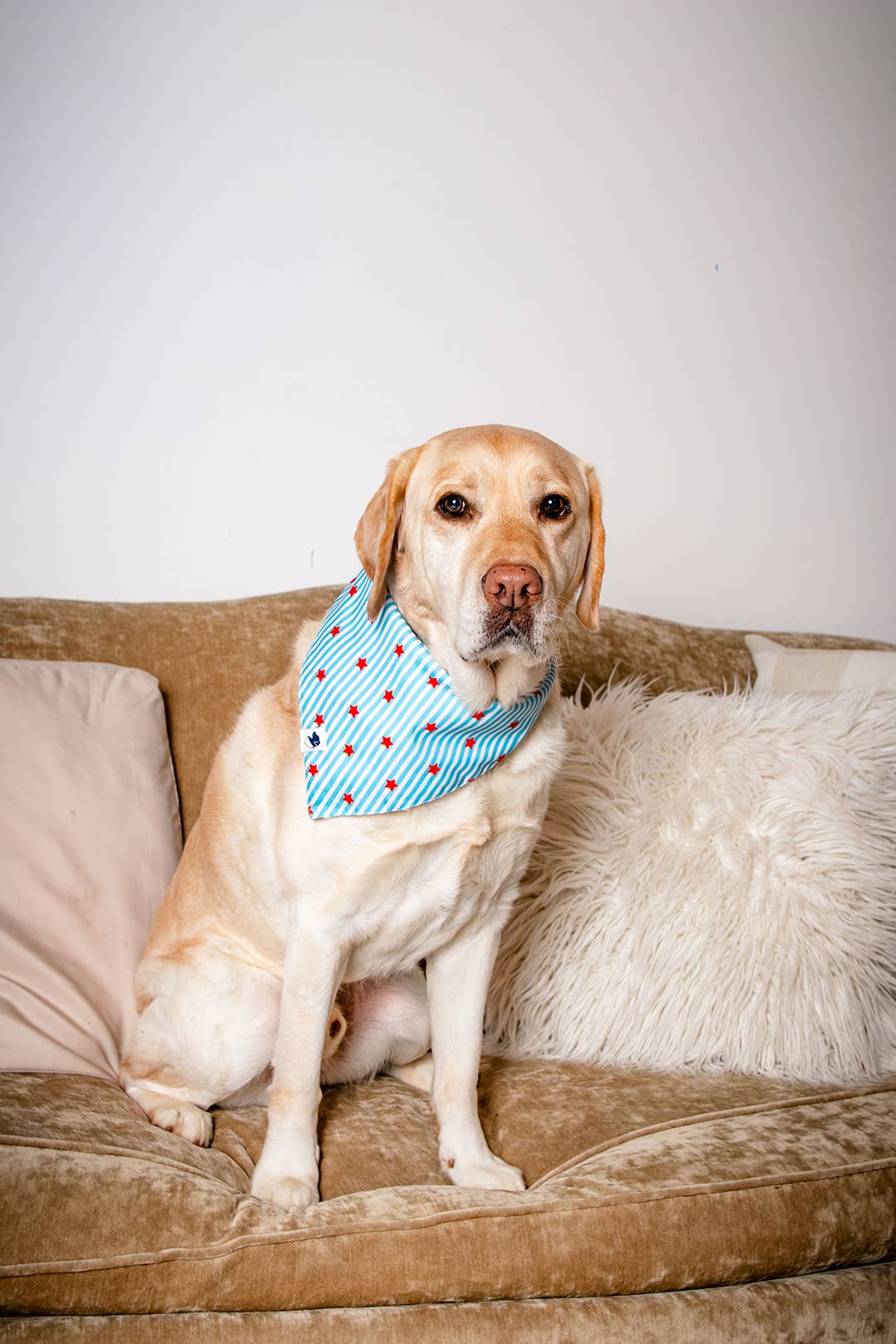 American Summer Dog Bandana