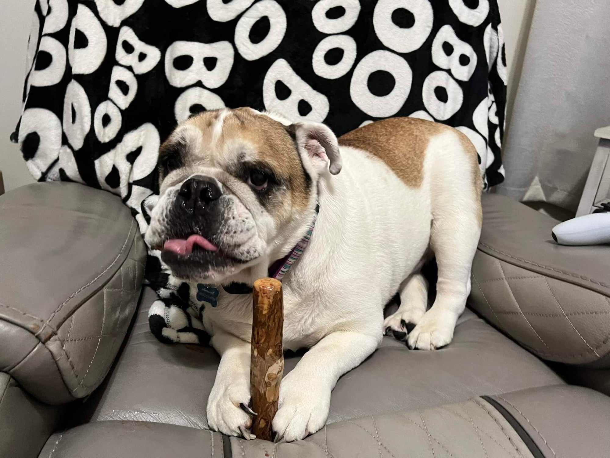 Croc Chomps - 100% Organic and Sustainable Coffee Wood Chews