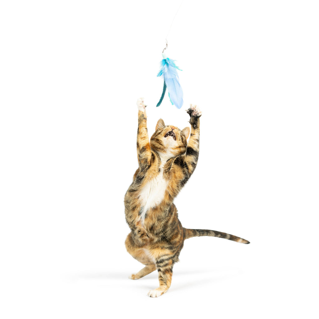 Teaser Kitty Loco Cat Wand