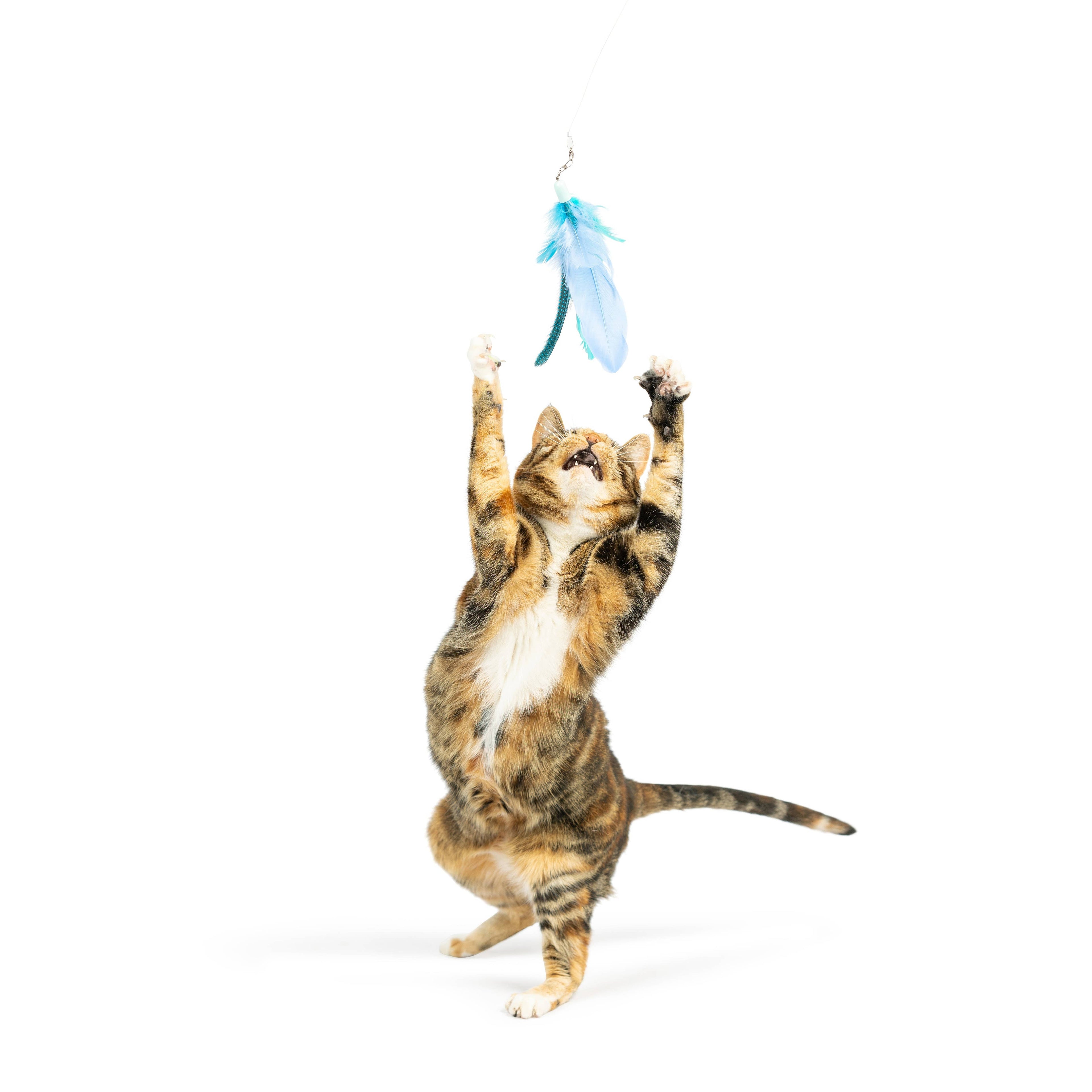 Teaser Kitty Loco Cat Wand