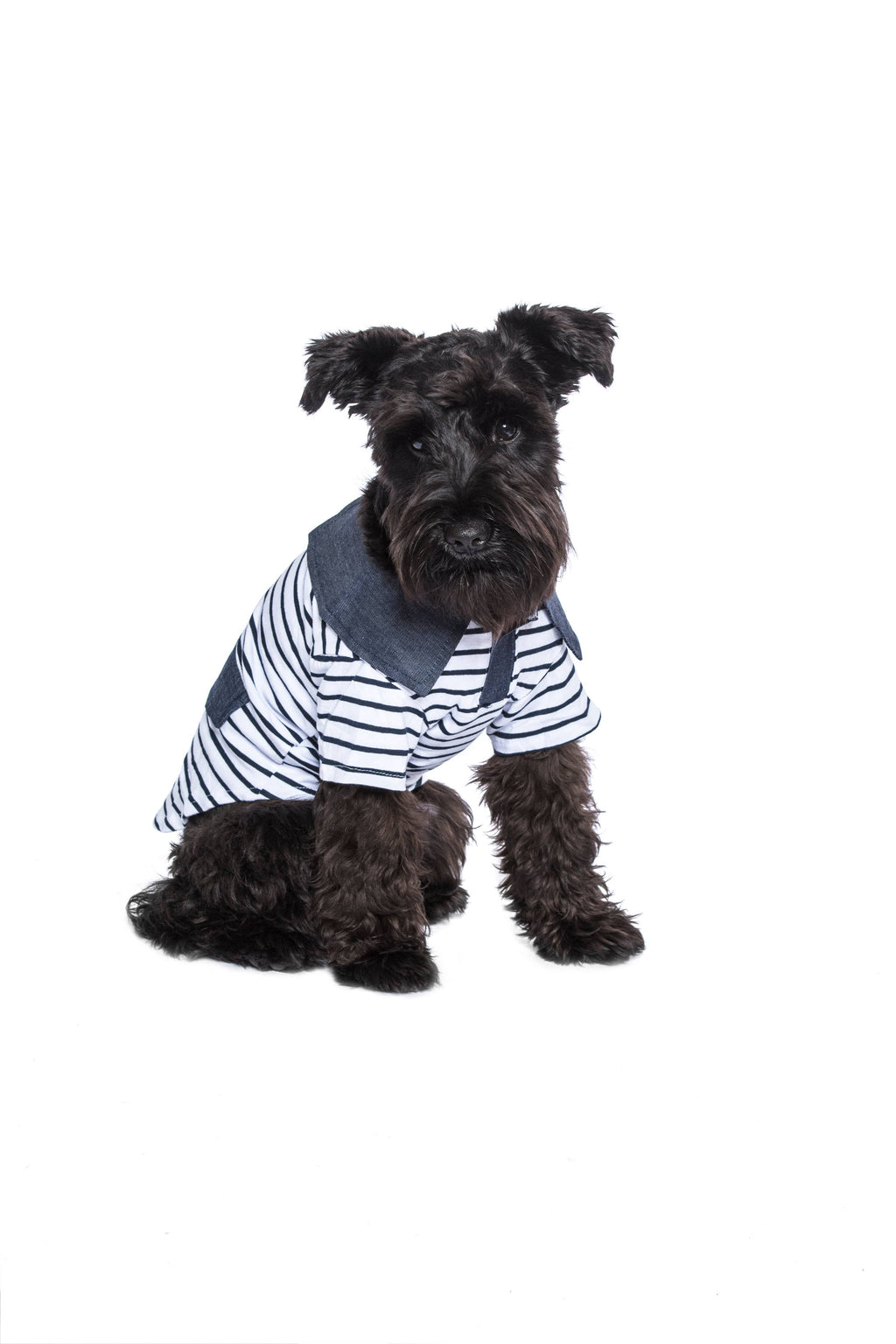 Preppy Boy Polo – Classic & Stylish Polo Shirt for Dogs