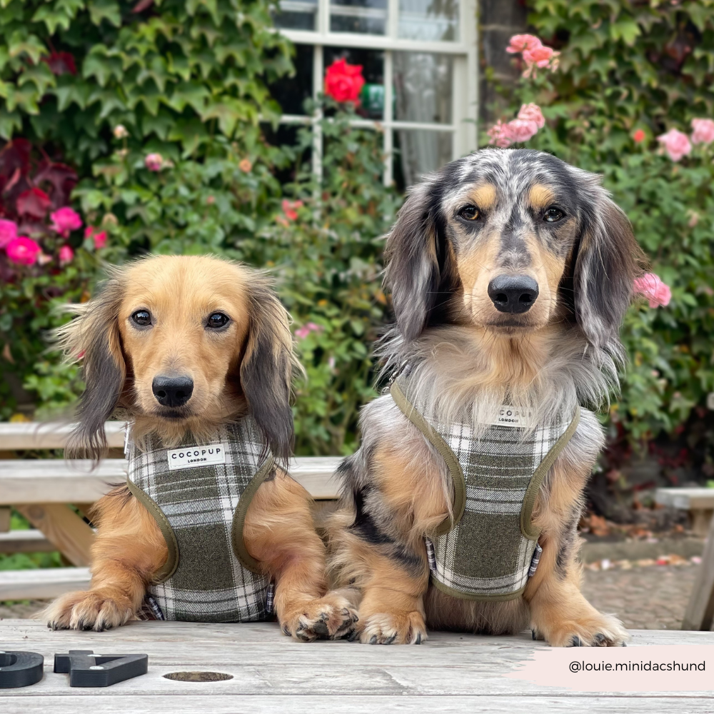 Olive Check Adjustable Neck HARNESS