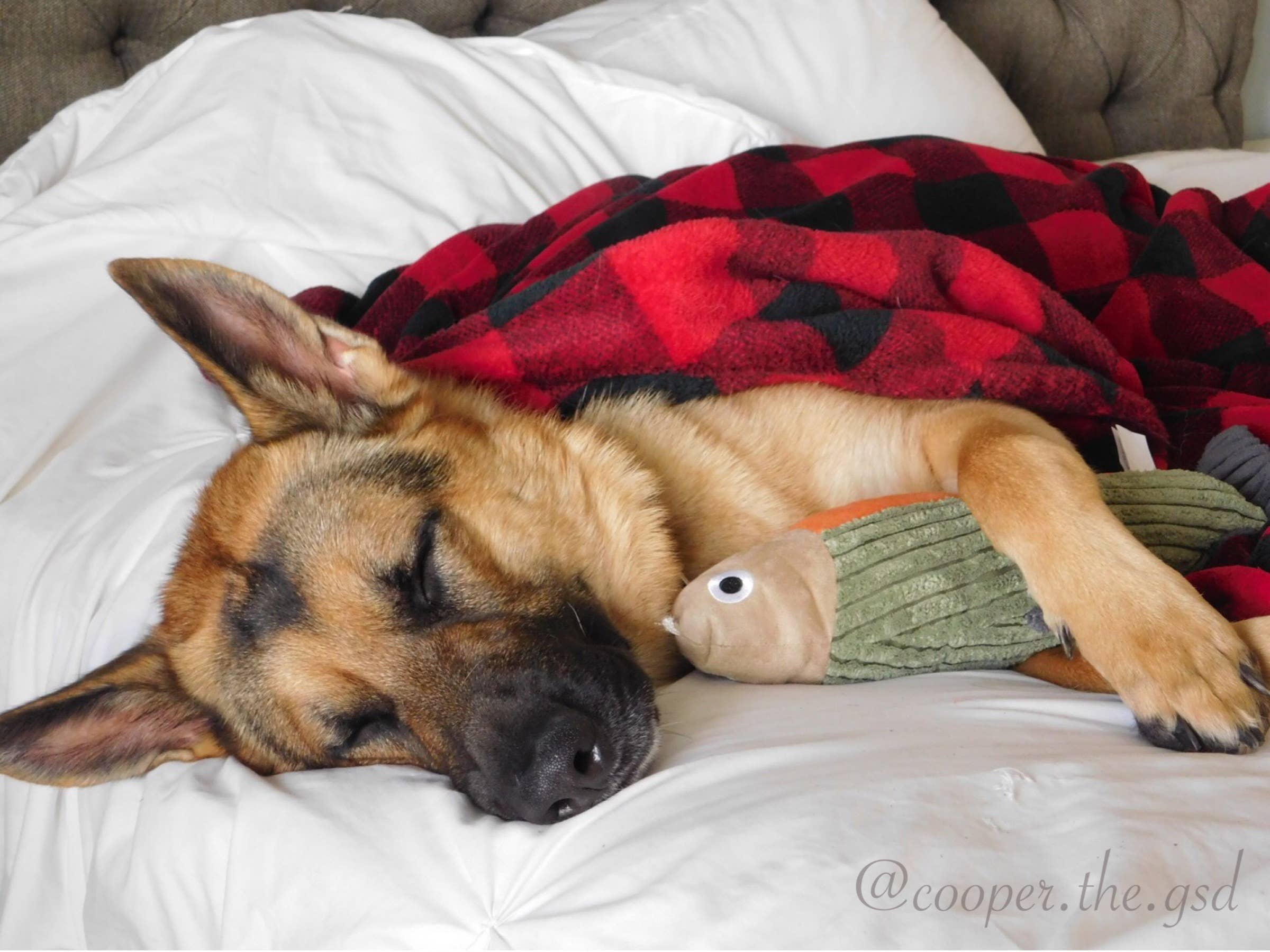 Tall Tails Plush Fish Squeaker Toy - 12"