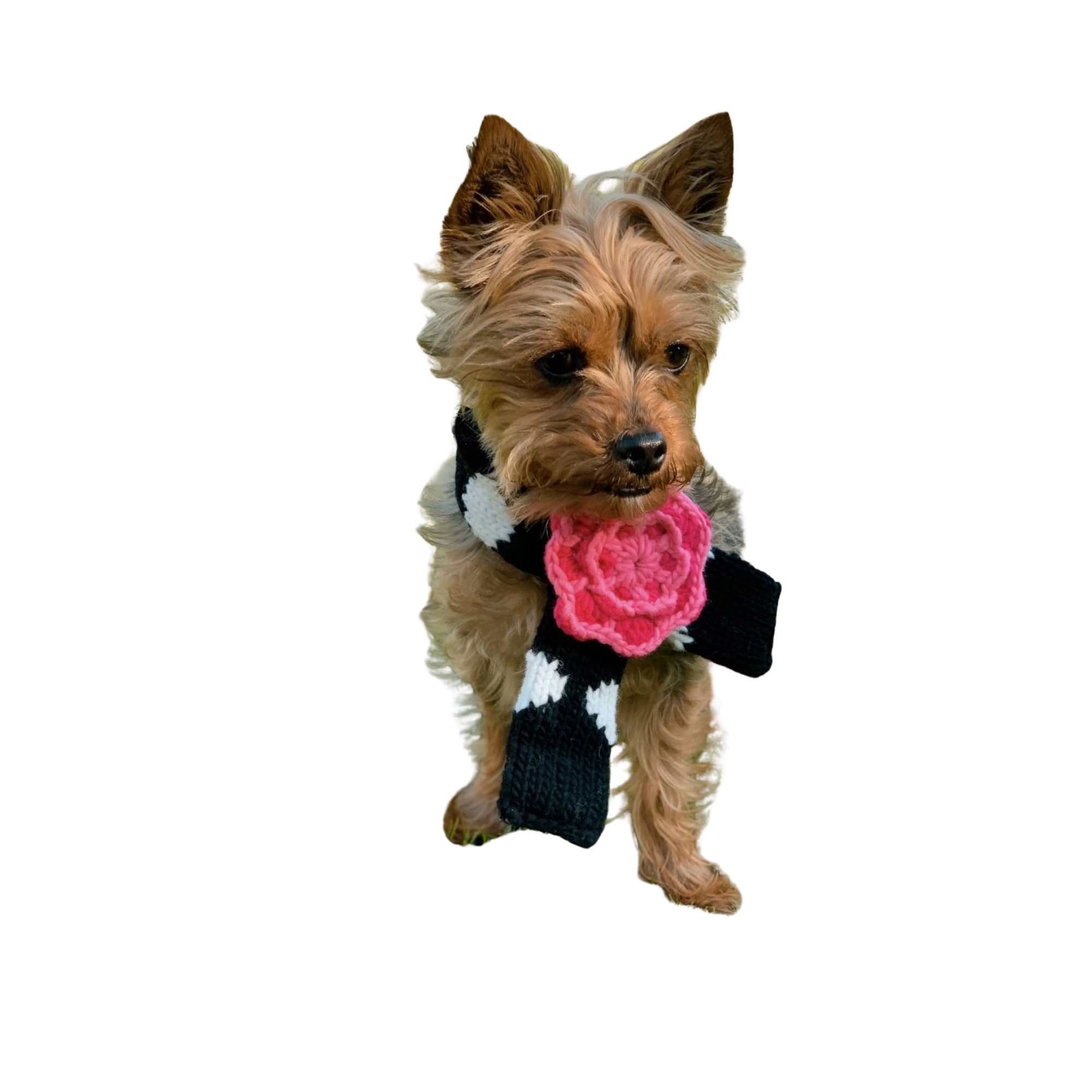 Black Polka Pet Scarf