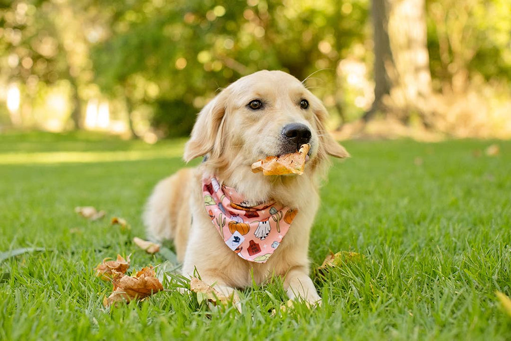 It's Fall Y'all Dog Bandana
