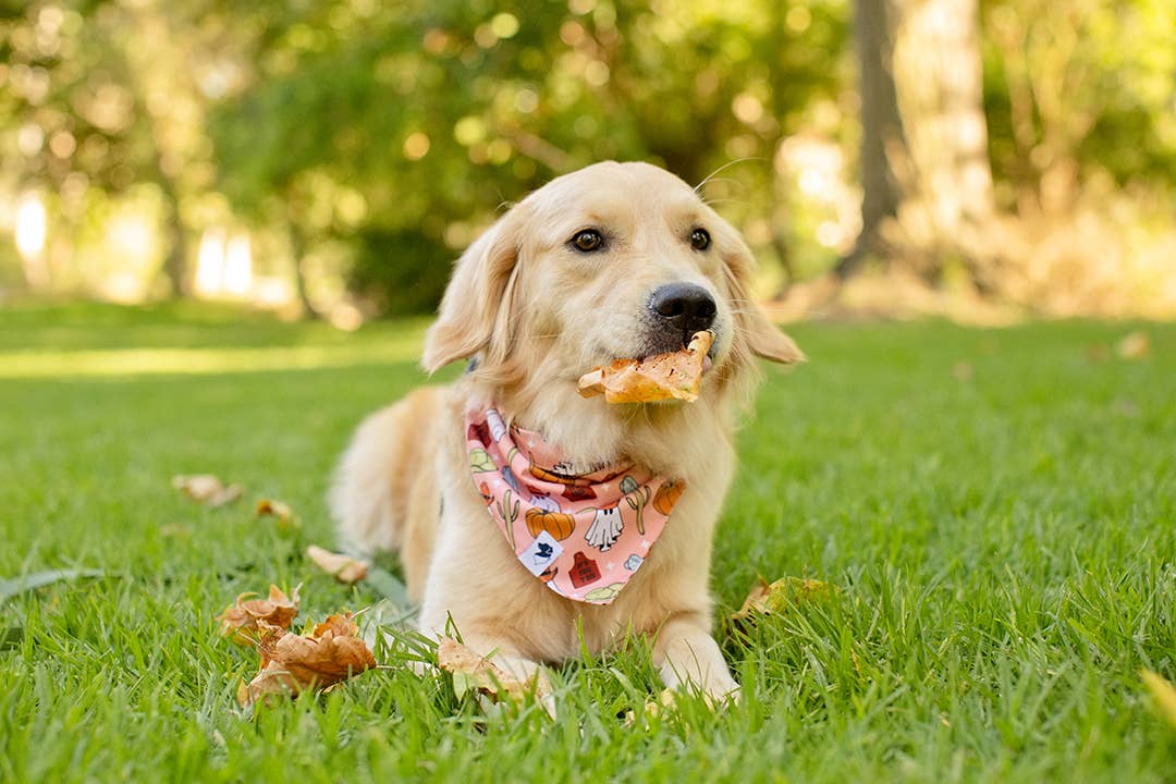 It's Fall Y'all Dog Bandana