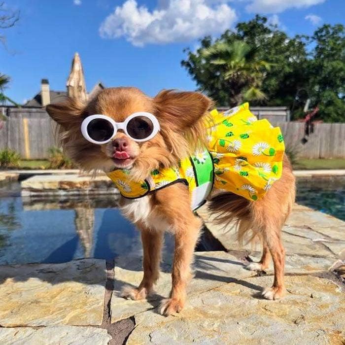 Ladybugs and Daisies Dog Dress w/ Matching Leash