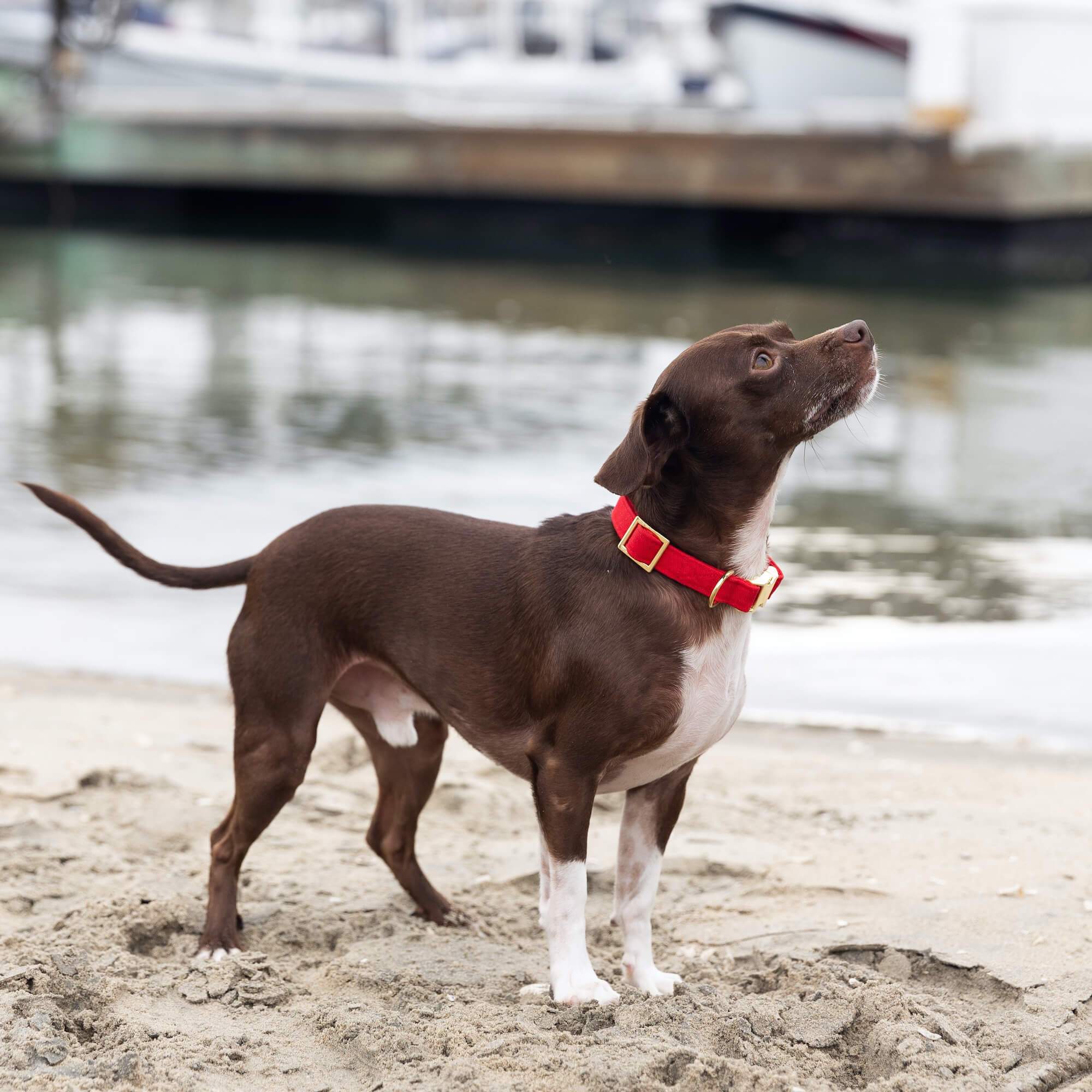 Ruby Dog Collar
