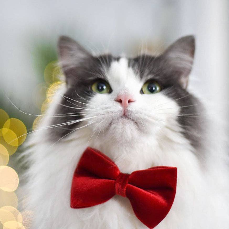 Velvet Red Bow Tie