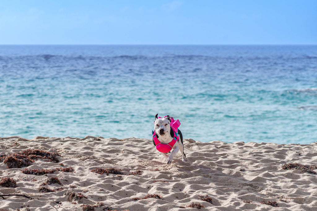 Monterey Bay Offshore Dog Lifejacket