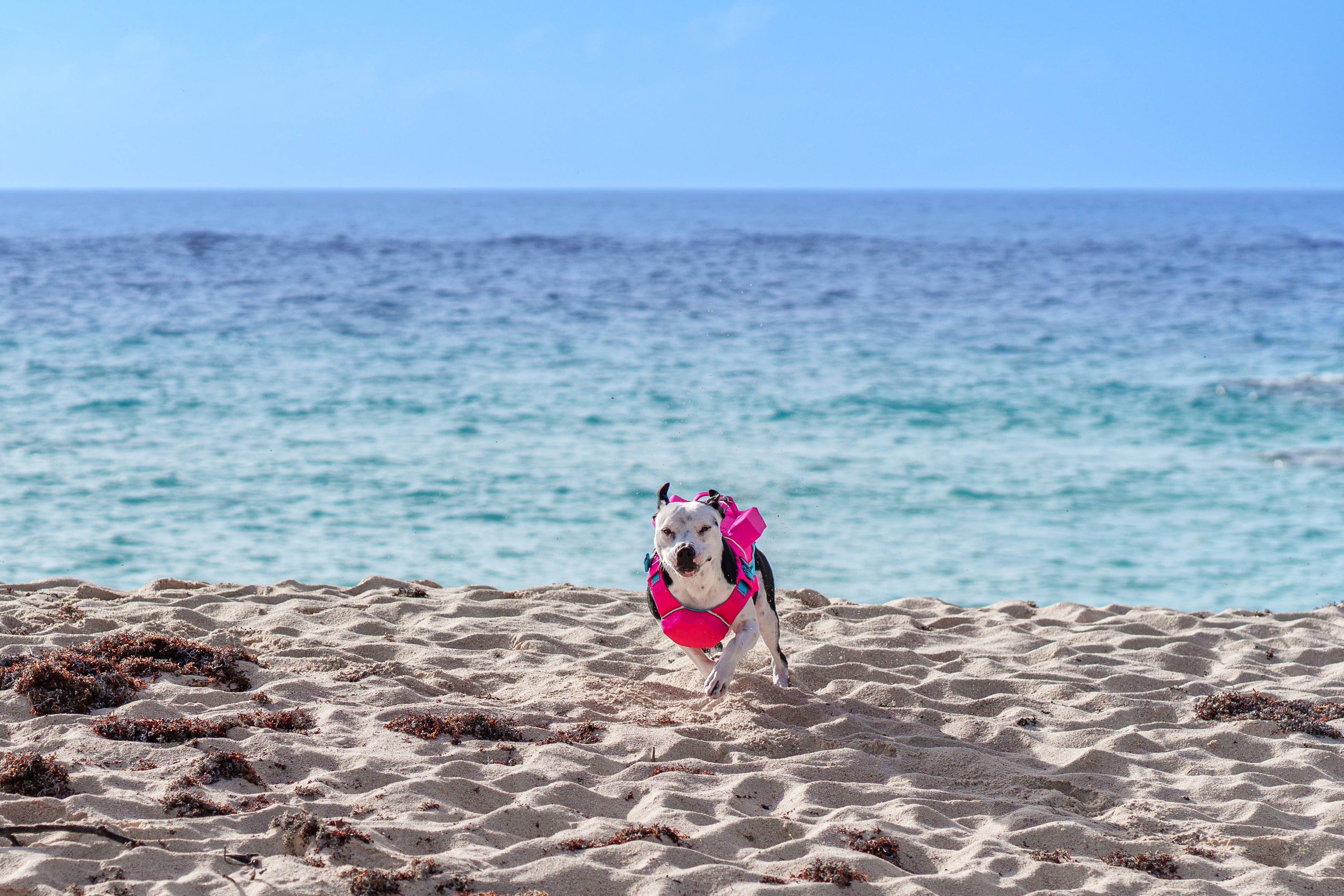Monterey Bay Offshore Dog Lifejacket
