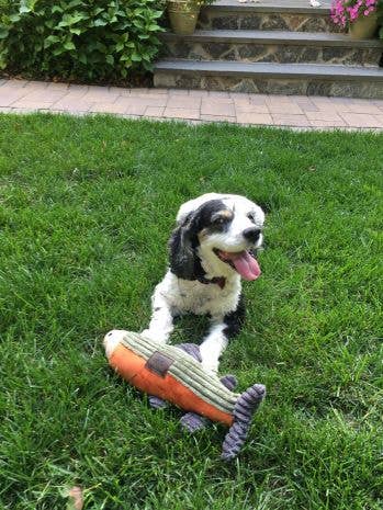 Tall Tails Plush Fish Squeaker Toy - 12"