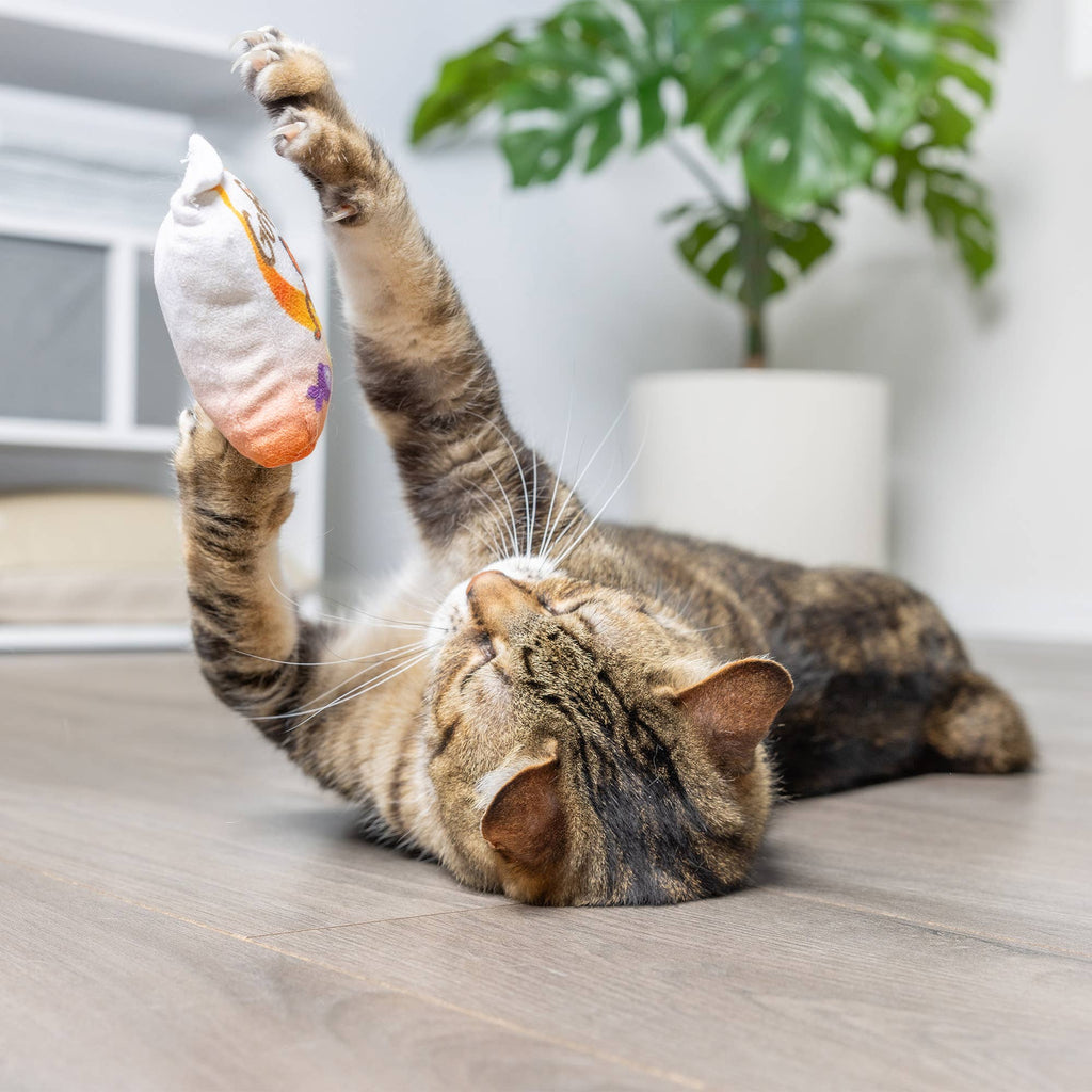 Go Fish Phishy For Cats