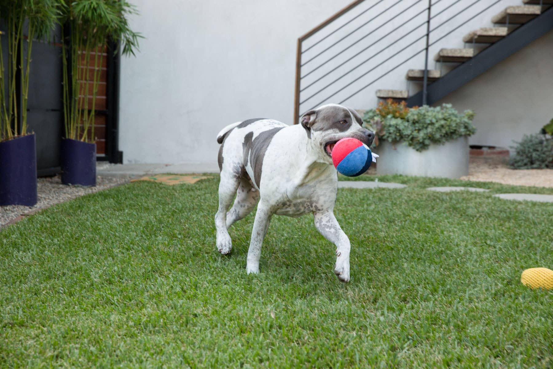 Beach Ball Plush Dog Toy w/Squeaker (Large - 5")