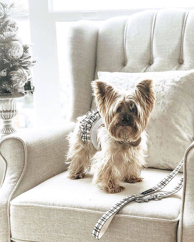 Harness Dress Khaki Plaid – Functional Dog Harness
