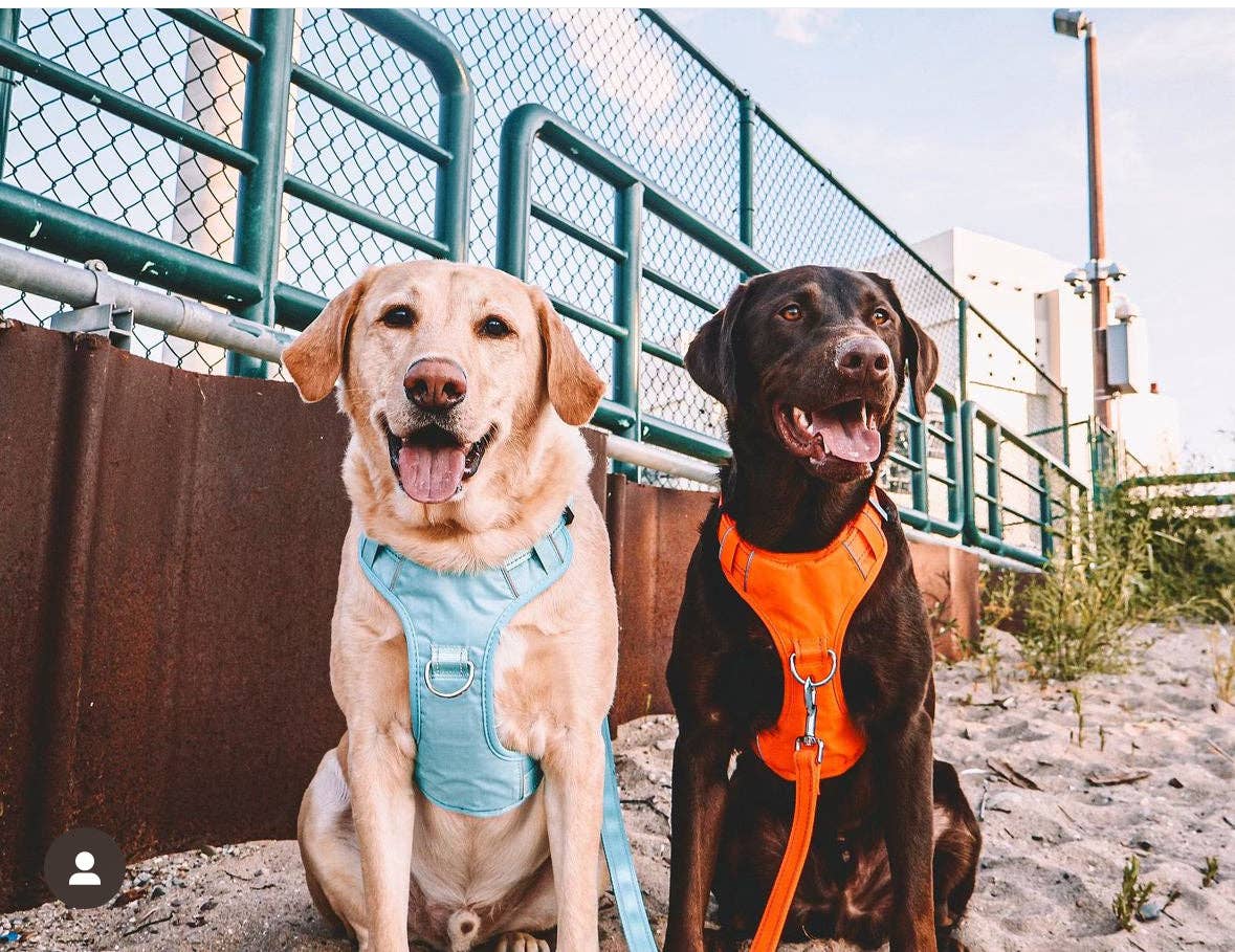 Chesapeake Bay Dog Harness