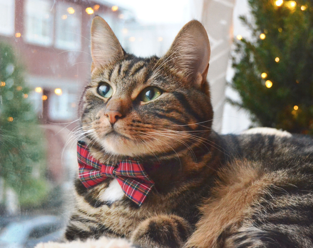 Hearthside Bow Tie for Cats + Small Dogs
