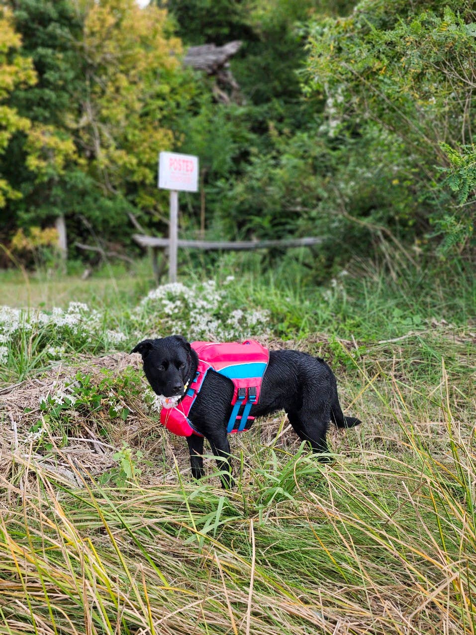 Monterey Bay Offshore Dog Lifejacket