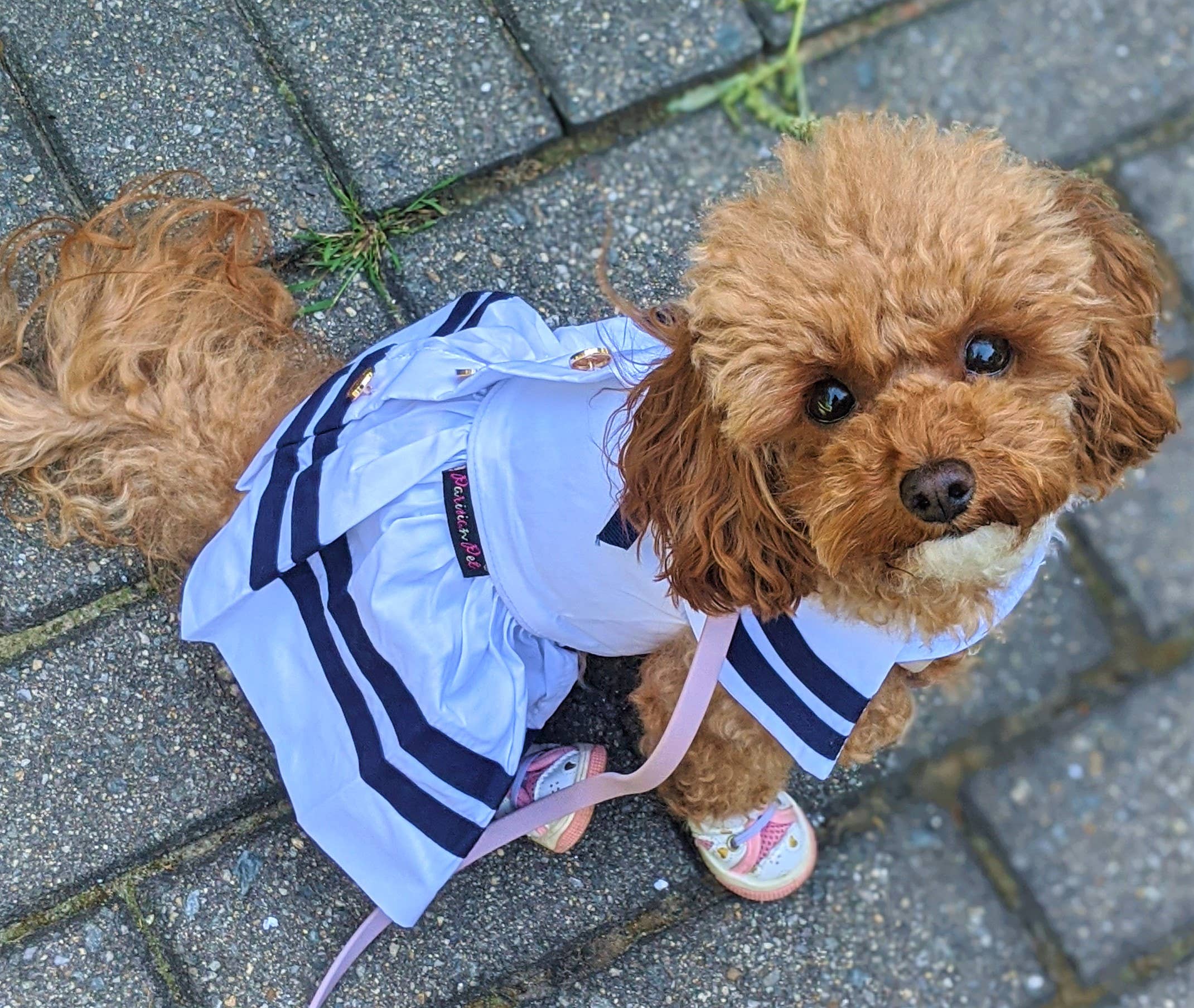 Sailor Dress White – Classic Nautical Style Dog Outfit