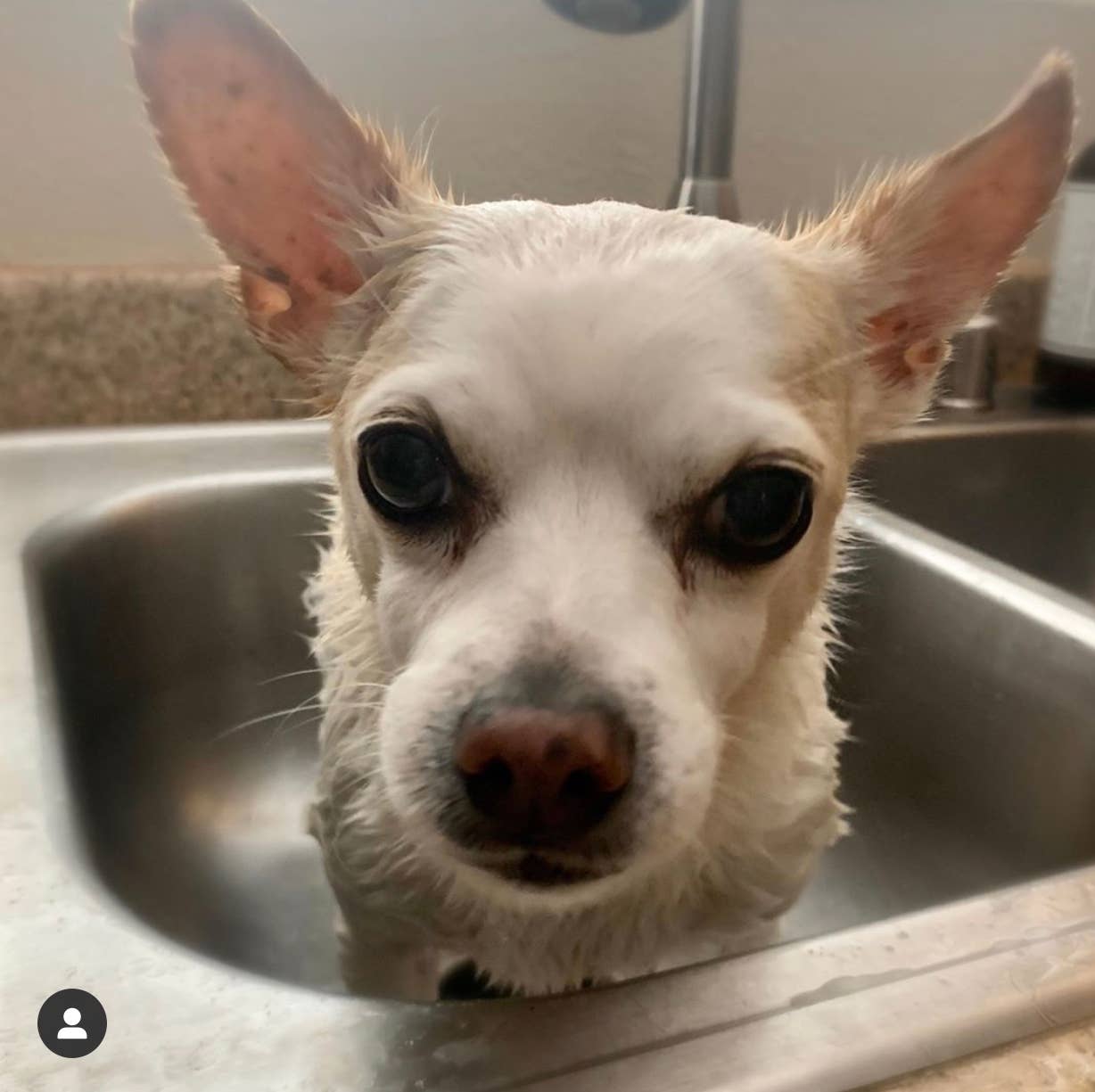 Sweet Dog  |  Super Moisturizing Bar